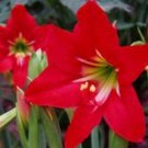 Hippeastrum Bulbs Seeds  Amaryllis Barbados Lily  Lily   Balcony Flower 100 pcs