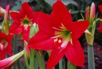 Hippeastrum Bulbs Seeds  Amaryllis Barbados Lily  Lily   Balcony Flower 100 pcs