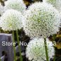 100 Pcs  Color Giant Allium Giganteum Beautiful Flower