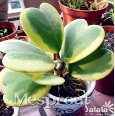 Flower  Hoya Kerrii  (December Orchid) Family  Garden Supplies 100 PCS ARMI