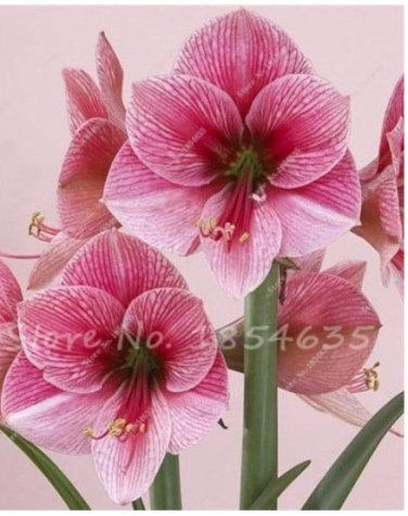 50 Pcs Exotic Amaryllis Seeds