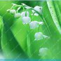 100 Pcs Lily of The Valley Flower Bell Orchid Rich Aroma  Flower so Cute and Beautiful