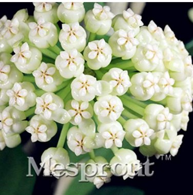 Flower  Hoya Kerrii  (December Orchid) Family  Garden Supplies 100PCS T3