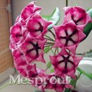 Flower  Hoya Kerrii  (December Orchid) Family  Garden Supplies 100PCS T4