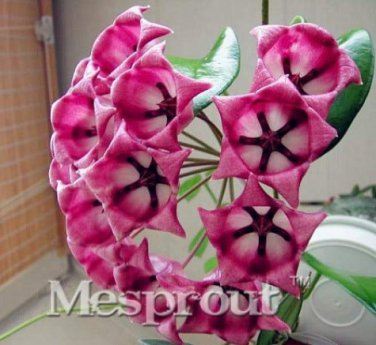 Flower  Hoya Kerrii  (December Orchid) Family  Garden Supplies 100PCS T4
