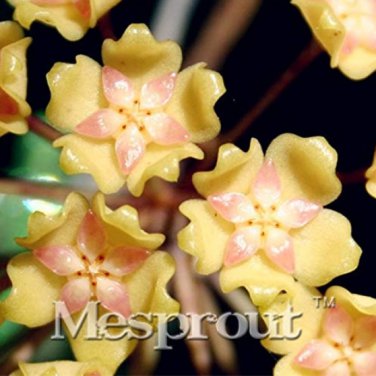 Flower  Hoya Kerrii  (December Orchid) Family  Garden Supplies 100PCS T5