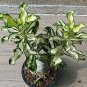 5 Seeds 100% True Thailand  grafted Desert Rose Variegated Leaves Siam
