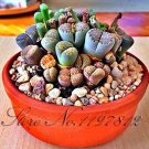 100pcs Lithops  Pseudotruncatella Living Stone  Succulent s s T1