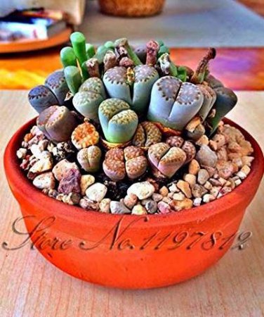 100pcs Lithops  Pseudotruncatella Living Stone  Succulent s s T1