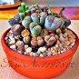 100pcs Lithops  Pseudotruncatella Living Stone  Succulent s s T1