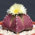 100pcs Lithops  Pseudotruncatella Living Stone  Succulent s s T2