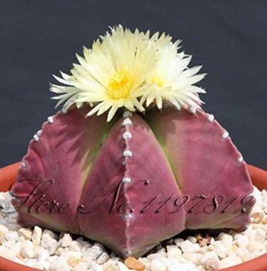 100pcs Lithops  Pseudotruncatella Living Stone  Succulent s s T2