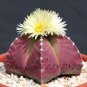 100pcs Lithops  Pseudotruncatella Living Stone  Succulent s s T2