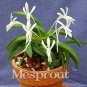 s Neofinetia Falcata  Rich Aroma  Flower  Neofinetia falcata 100 Particles T1