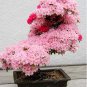 10PCS  Tree Japanese Sakura   Japanese Cherry Blossoms Flowers  in  Mini