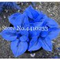 100 Pcs/Bag  Hosta s, Perennials Jardin Lily Flower Shade Hosta Flower Flores Herb s for  Pot and Ga