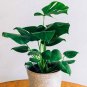 Genuine 100pcs/bag 12kinds Mix Philodendron , Vine Leaf, Indoor s Anti Radiation Absorb dust Tree Ga