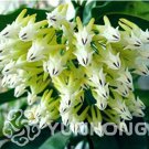 100 Pcs/Bag Hoya Seeds  Rocket Hoya Flower Seeds Perennial s Carnosa Seeds Pot   for Sementes