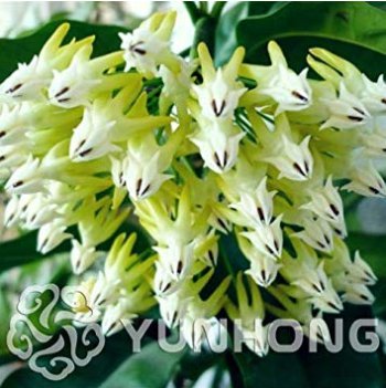 100 Pcs/Bag Hoya Seeds  Rocket Hoya Flower Seeds Perennial s Carnosa Seeds Pot   for Sementes