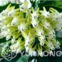 100 Pcs/Bag Hoya Seeds  Rocket Hoya Flower Seeds Perennial s Carnosa Seeds Pot   for Sementes