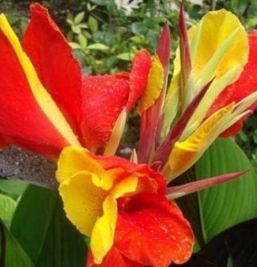 10Pcs/Pack Canna Seeds s Indoor Outdoor Pot Flower Seed Yard  - (Color: Red+Yellow)