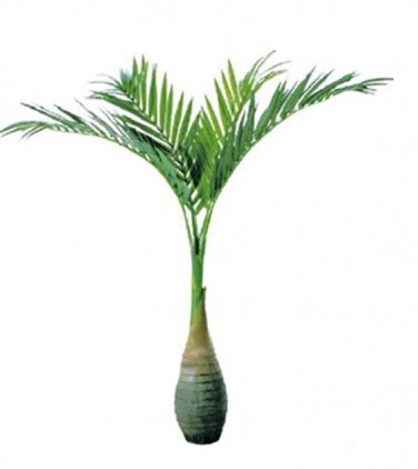 20 Pcs Exotic Bottle Palm Seeds  Tropical Ornamental Tree  Seeds Garden ing - (Color: Dark Green)