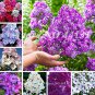 Imported Phlox Flower  Outdoor Rainbow Exotic Phlox Flower Drummondii  Easy to Grow  ing 100 Pcs - (