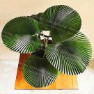 10Pcs/Bag Palm   Perennial Purification Air Palm Tree Family Garden  Botanical Garden Forest Flower 