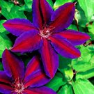 22Colored Clematis s Real  Clematis  Outdoor  Natural Growth  100 Pcs,#K3J92
