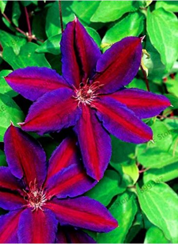 22Colored Clematis s Real  Clematis  Outdoor  Natural Growth  100 Pcs,#K3J92