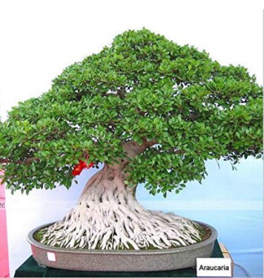 50 pcs/Bag,Araucaria , ,Tree