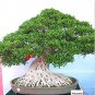 50 pcs/Bag,Araucaria , ,Tree