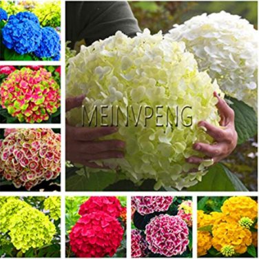 20pcs/Bag Hydrangea  Mixed Color Japan Hydrangea  Viburnum   ,#SM2ZDH - (Color: Mix)