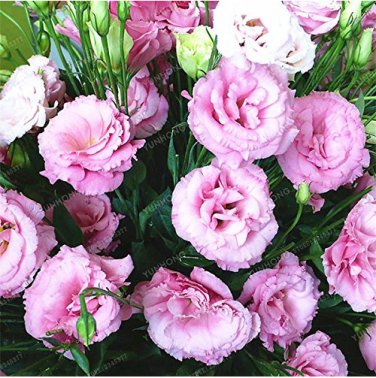 Eustoma Seeds Perennial Flowering s Balcony  Flowers Seeds Lisianthus For Flower 100 Pcs