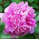 and Precious Species of Blue Peony Flower  10 Pcs/lot