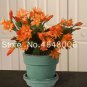 100pcs/Bag Hanging Schlumbergera Zygocactus Flores  Christmas Cactus as,   for  Garden,Easy to