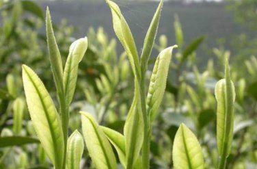 5pcs/lot  Green Tea Tree    Healthy  Tea Tree Professional Packaging
