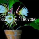 100 Pcs Epiphyllum Anguliger Fishbone Succulent Zig Zag Cactus Hanging     Double Petals  Flowers - 