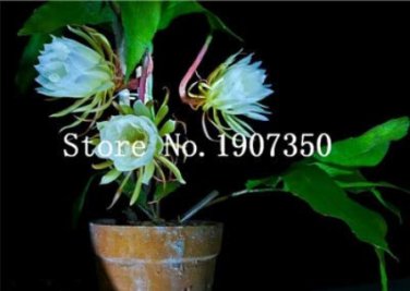 100 Pcs Epiphyllum Anguliger Fishbone Succulent Zig Zag Cactus Hanging     Double Petals  Flowers - 