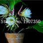 100 Pcs Epiphyllum Anguliger Fishbone Succulent Zig Zag Cactus Hanging     Double Petals  Flowers - 