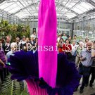 100 pcs Corpse Flower s,The Titan Arum is Also Known as The Corpse Flower or Corpse  ,  for  Garden
