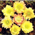 100 pcs/Bag Unique Mixed Colors Japanese  ,Helleborus Flower s,Easy to Grow, for Decorate Garden