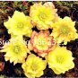 100 pcs/Bag Unique Mixed Colors Japanese  ,Helleborus Flower s,Easy to Grow, for Decorate Garden