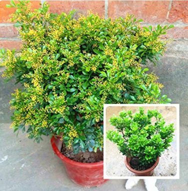 100 Pcs Aglaia Odorata   Balcony   Flower  Elegant Flower  Garden s