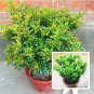 100 Pcs Aglaia Odorata   Balcony   Flower  Elegant Flower  Garden s