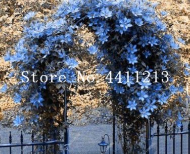 100 pcs/Bag  Climbing Jasmine Flower White Jasmine  Fragrant  Arabian Jasmine   - (Color: 3)