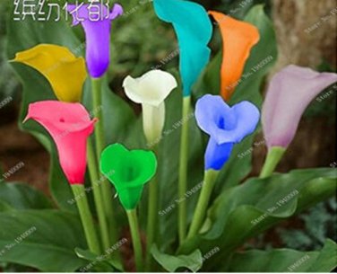 100 Pcs Rainbow Calla Lily s Flower  s Seed Indoor s Flowers Seed Semillas Flowers seedlings