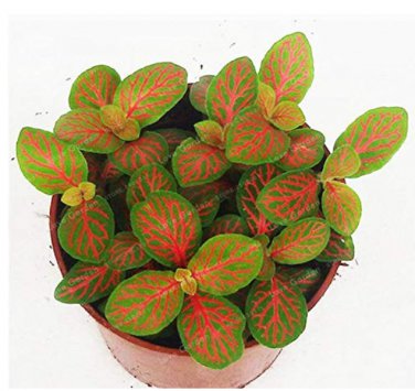 Fittonia Verschaffeltii  Mini Easy ing Balcony Fun Indoor  Flowers   Flower 100 Pc