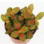 Fittonia Verschaffeltii  Mini Easy ing Balcony Fun Indoor  Flowers   Flower 100 Pc
