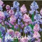 100 Spanish Bluebells Mixture Wood Hyacinth Mix Color Wood Hyacinths Flower  Garden s